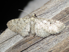 Eupithecia jejunata