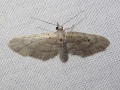 Eupithecia longidens