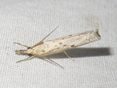 Fissicrambus quadrinotellus