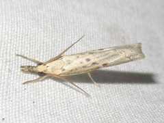 Fissicrambus quadrinotellus