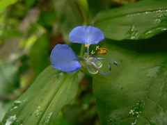 Commelina forskaolii
