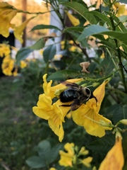 Xylocopa virginica texana
