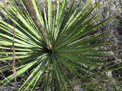 Yucca reverchonii