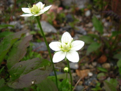 Parnassia palustris