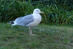 Larus argentatus argentatus