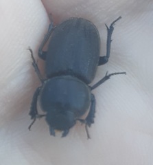 Lissotes launcestoni