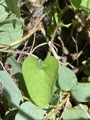 Ipomoea sinensis subsp. blepharosepala image