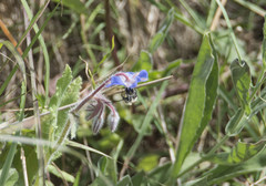 Eucera