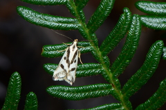 Epithymema incomposita