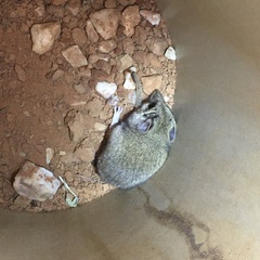 Sminthopsis macroura