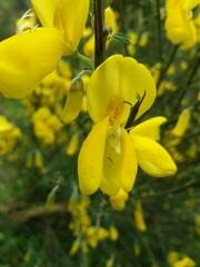 Cytisus grandiflorus