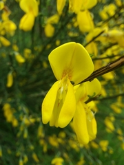 Cytisus grandiflorus