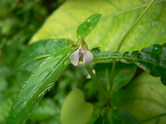 Impatiens minor