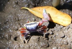 Tubuca arcuata image