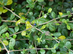 Parheminodes pulcher