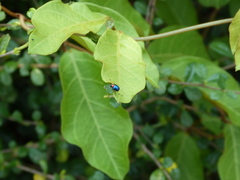 Parheminodes pulcher