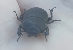 Lissotes launcestoni