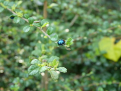 Parheminodes pulcher