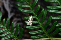 Epithymema incomposita