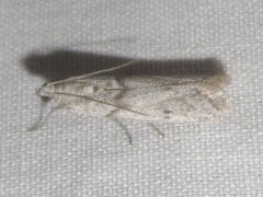 Myelopsis alatella