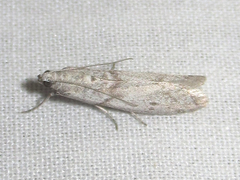 Myelopsis alatella