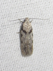 Pseudotelphusa palliderosacella