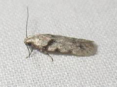 Pseudotelphusa palliderosacella