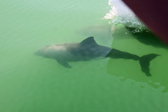 Cephalorhynchus heavisidii