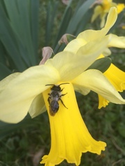 Andrena cineraria
