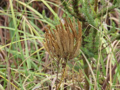 Pseudoselago subglabra