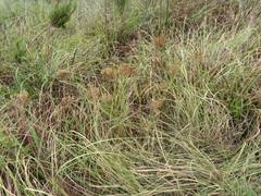 Pseudoselago subglabra