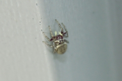 Heliophanus patagiatus