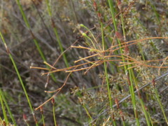 Prismatocarpus brevilobus