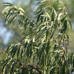 Prunus serotina capuli