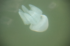 Catostylus