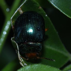 Calomela ruficeps