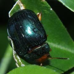 Calomela ruficeps