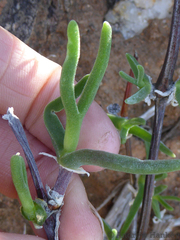 Mitrophyllum