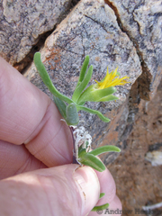 Mitrophyllum