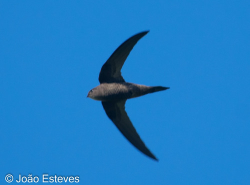 Plain Swift, Porto, Portugal, photo 9 of 10