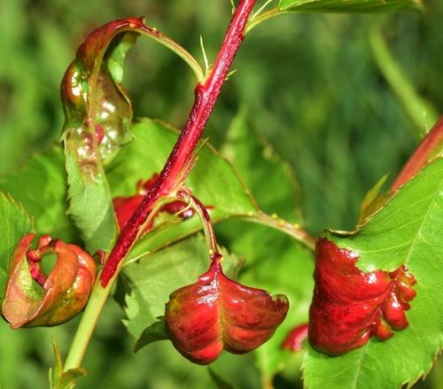 Class Taphrinomycetes · iNaturalist