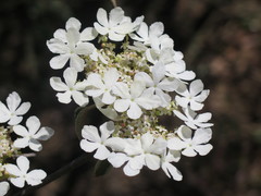 Viburnum sympodiale
