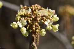Viburnum sympodiale