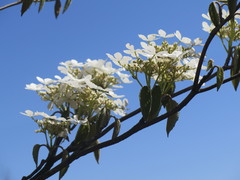 Viburnum sympodiale