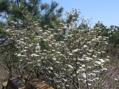 Viburnum sympodiale