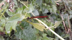 Libellago aurantiaca