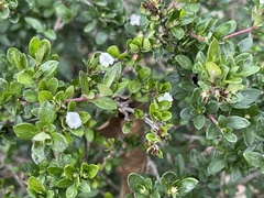 Serissa