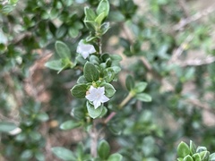 Serissa