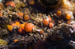 Metandrocarpa taylori