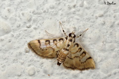 Tabidia aculealis